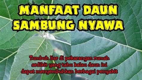 Kalau kalian ingin membuktikan manfaatnya, bisa kok tumbuhan dengan nama unik ini ditanam di pekarangan rumah. KHASIAT DAUN SAMBUNG NYAWA - YouTube