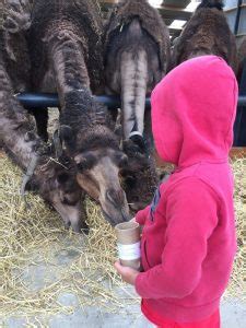 How the camel got his hump kipling's story. Dutch Camel Farm - Smits Dairy: The Only Camel Dairy in ...