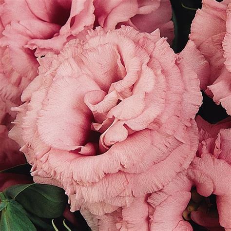 Burpee two tier grow light let's you grow like a pro. ABC™ 2 Rose Lisianthus