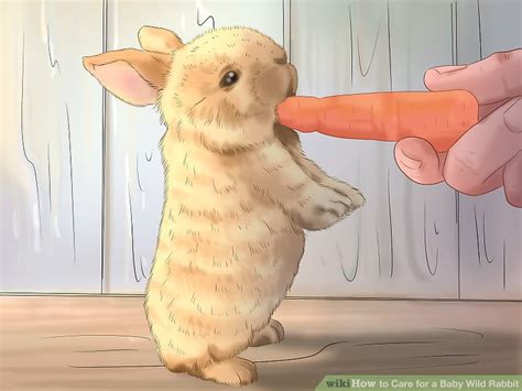 Vegetables should be introduced slowly to avoid upsetting your bunny's stomach with the goal of feeding 2 cups of vegetables per day. How to Care for a Baby Wild Rabbit (with Pictures) - wikiHow