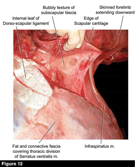 Discover historical prices for kias.jk stock on yahoo finance. Proper Anatomical Name For Muscles Around Rib Cage ...