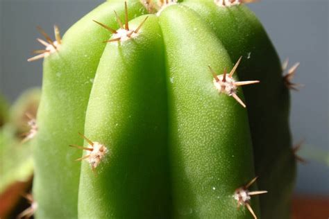 The san pedro cactus (trichocereus pachanoi) grows in a single, thick column. San Pedro: el cactus sagrado - Arqueología del Perú ...