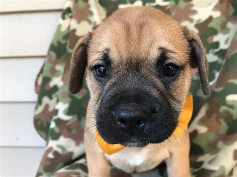 Healthy chunky pups boys and girls available micro chipped 9 weeks old ready to go now call or text for more. English Bulldog-French Bulldog Mix puppy for sale in ...