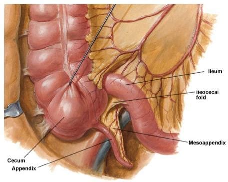 Anatomy (greek anatomē, 'dissection') is the branch of biology concerned with the study of the structure of organisms and their parts. 301 Moved Permanently