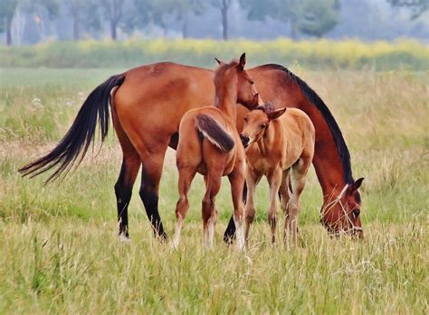 Kleurplaat pony met veulen 78 mooi kleurplaat veulen kleurplaat. Foto Paard met 2 veulens van zon123