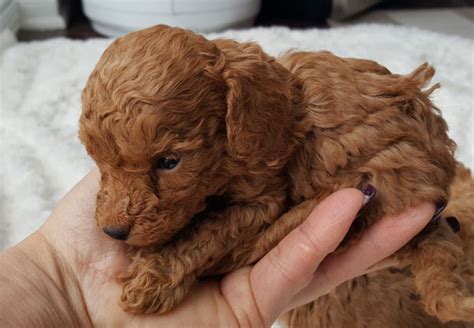 Teacup puppies, teacuppuppy for sale aloha teacup puppies delivering our cutest and healthy puppies to your home! 3 true tiny teacup poodle puppies girls available FOR SALE ...