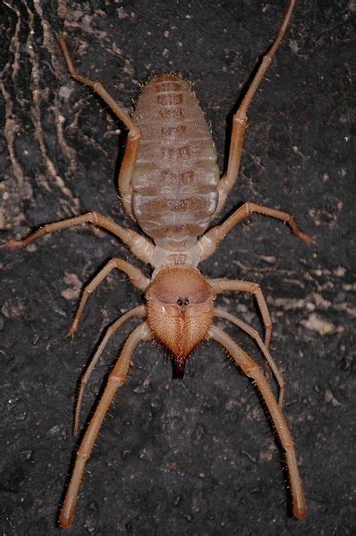 A camel spider is usually brown, beige, or light gray and the length of their body depends on the species. 398px-Sunspider | Spinne, Spinnenbisse und Spinnentiere