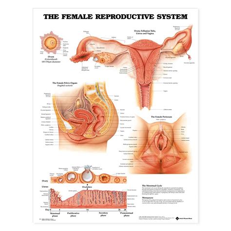 The uterus and the ovaries, which produce a woman's egg cells. The Female Reproductive System Anatomical Chart 20'' x 26''