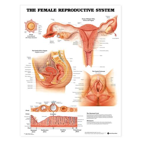 Scientific medical illustration of human body organs. The Female Reproductive System Anatomical Chart 20'' x 26''