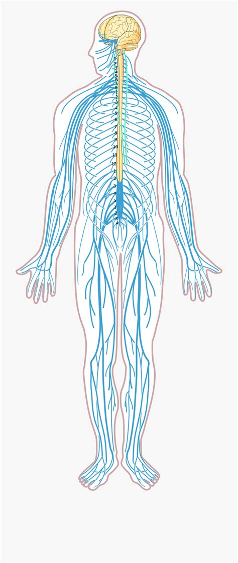 Causes and treatments 1 spasms felt throughout the chest and abdomen region can be caused by. Muscle clipart unlabeled, Muscle unlabeled Transparent ...