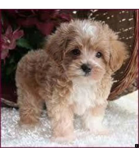 There are many benefits to owning one of our havanese puppies, which you will find as you browse our site. Teacup Havanese Puppies For Sale Near Me