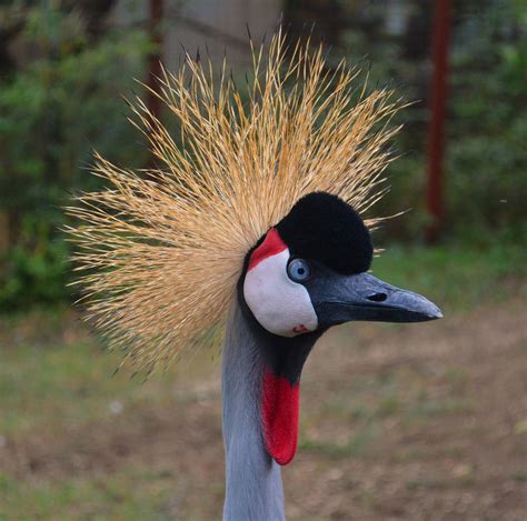 Der kranich (grus grus), auch grauer kranich oder eurasischer kranich, ist ein vertreter der familie der kraniche (gruidae). Kranich im Tierpark Göppingen Foto & Bild | tiere, zoo ...