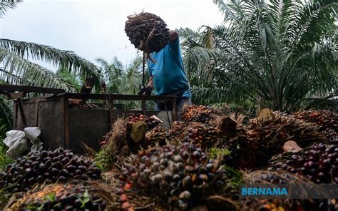 Produkisi terbanyak dari sawit ini berada di indonesia dan malaysia dengan total yang dihasilkan cpo (crude palm oil atau minyak sawit mentah) mencapai. BERNAMA - Wujud peluang bagi syarikat Malaysia tanam ...