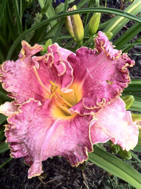 Prices can vary, but right now we believe that flexibility matters. "Myrtle beach" | Day lilies, Flowering bushes, Flowers