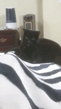 My cat, beauty (full name beautiful princess), will pat pat pat you until you pet her. Cat Bite GIFs - Find & Share on GIPHY