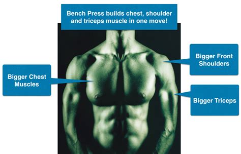 What are the benefits of bench press. How to Perform Bench Press Exercise for Bigger Chest Muscles
