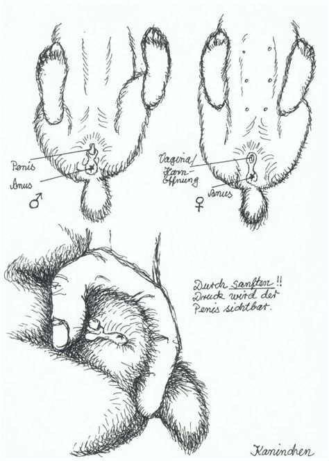 Aber mit 8 wochen kann man das geschlecht auf jeden fall schon bestimmen und auch schon einen termin für die frühkastration ausmachen. Zwergwidder Kaninchen NHD - 18) Das Geschlecht von Kaninchen