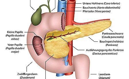 Als gallensteine bezeichnet man ablagerungen (konkremente) in der gallenblase (cholezystolithiasis) oder den gallengängen (choleangiolithiasis). Die Bauchspeicheldrüsenschwäche - Immer wieder Blähungen ...