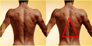 The muscles of the back that work together to support the spine, help keep the the back muscles can be three types. how to grow taller: How to Get Taller Naturally - 3 Ab ...