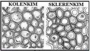 Jaringan otot lurik atau jaringan otot rangka. infobunga: 2017