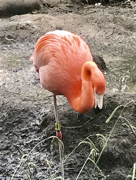 Maybe you would like to learn more about one of these? SACRAMENTO ZOO | Sacramento zoo, Flamingo, Pink flamingos