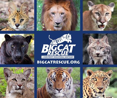 Below are 48 working coupons for big cat rescue discount tickets from reliable websites that we have updated for users to get maximum savings. Big Cat Rescue | One of the worlds largest and most ...