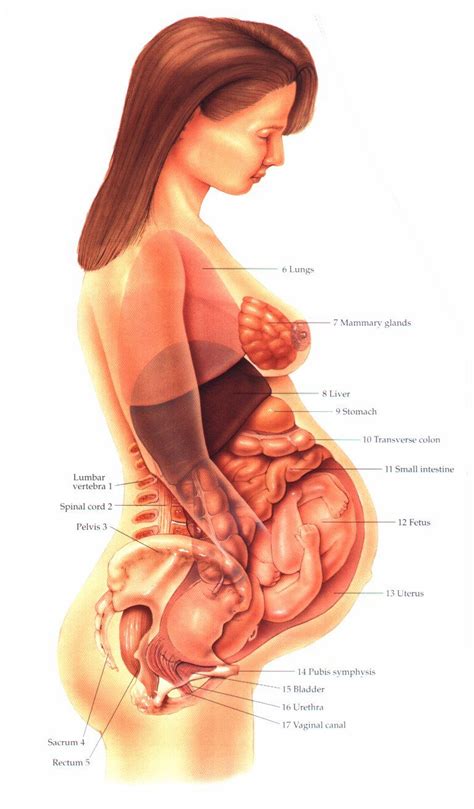 Human body, man and woman. Female Organs Anatomy of Reproduction | Anatomy of The ...