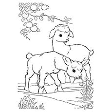 Feel free to print and color from the best 38+ boer goat coloring pages at getcolorings.com. 🎖 25 søte geitfargeleggingssider for smårollingene dine