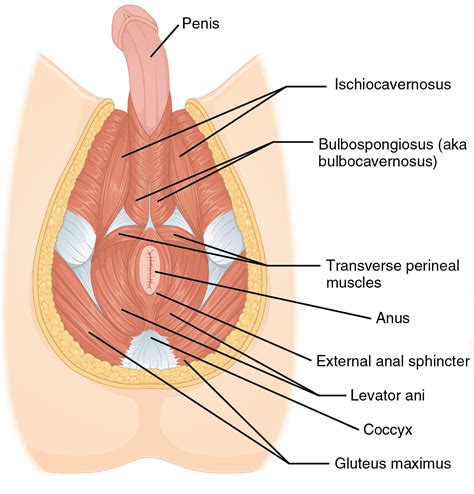 Male body where ar the parts : Perineum - Wikipedia