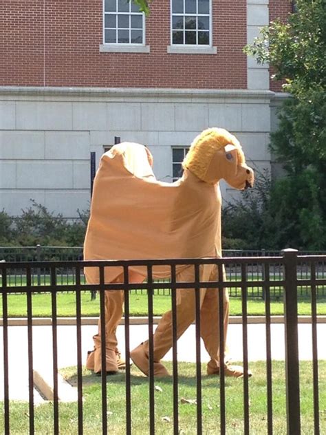 This website isn't good to look up serious answers because people are lame and like to mess around. Two dudes celebrate Hump Day by walking around Auburn's ...