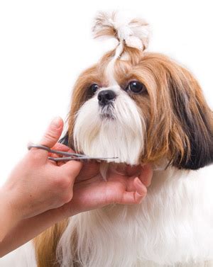 To track down culprits within. Hammond | Pet Care Services | Services | Grooming ...