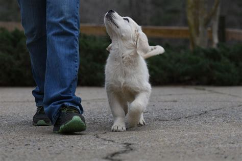 See more of golden retriever puppies on facebook. Summer Brook - English Cream Golden Retriever Breeder