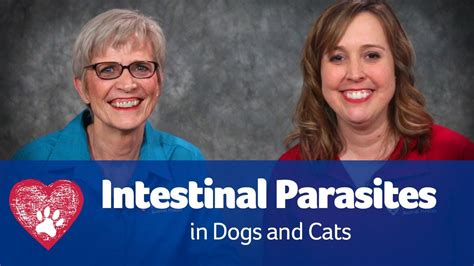 While many animals can be asymptomatic carriers of these parasites, others can. Intestinal Parasites in Dogs and Cats - YouTube