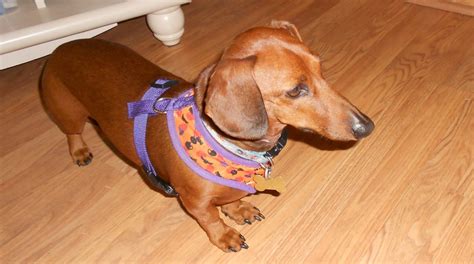 If you live in southern california, you can still adopt! Northern California — Southern California Dachshund Relief ...