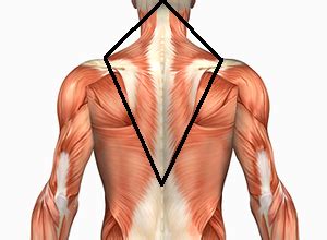 This is a table of skeletal muscles of the human anatomy. Trapezius — EMPA