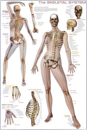 Похожие запросы для male and female anatomy drawing. Female Skeleton Drawing at GetDrawings | Free download