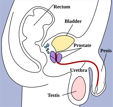 An organ is a collection of tissues that have a specific role to play in the human body. Where are the Reproductive Health Resources for Every Body? | URGE