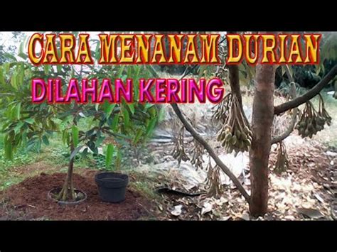 Tapi di sini kita hitung penghasilan terendah. Cara menanam durian di lahan kering - YouTube