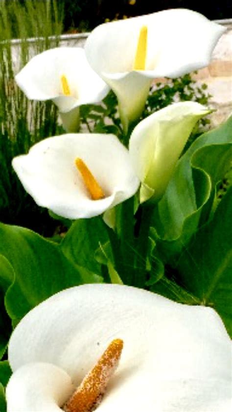 Scarica meravigliose immagini gratuite su fiori bianchi. Pin su # Fiori bianchi #white Flowers