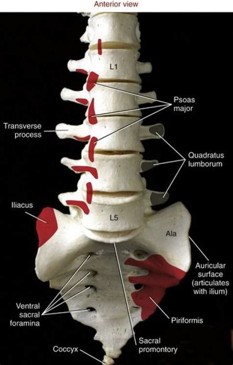 Pictures of the inside of the hip joint with explanations of common hip problems, treatments and surgery. Pin on Regionalna