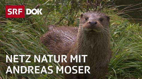 Kfer, biene schmetterling natur faszinierend und bedroht geschichte & entdeckungen. Fischotter in der Schweiz | NETZ NATUR mit Andreas Moser ...