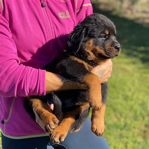 The dogs were known in german as rottweiler metzgerhund, meaning rottweil butchers' dogs, because their main use was to herd livestock and pull carts laden with butchered meat to market. Rottweiler Puppies For Sale | Michigan City, IN #337803