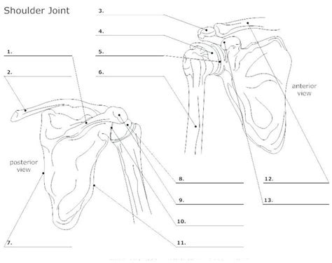 This article explains the bone structure of the human body, using a labeled skeletal system diagram and a simple technique to memorize the names of all the bones. anatomy of cats worksheet printable cat skeleton ...