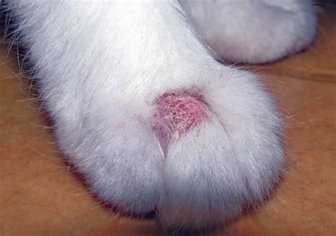 What are the signs of ringworm? Ringworm Causes Dry, Itchy Skin - Catwatch Newsletter