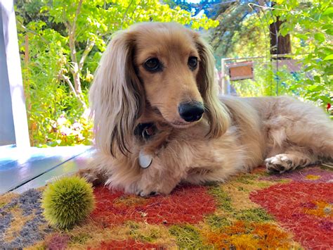 Casper is an incredibly happy and optimistic little guy. Pin by Gerri Lough on Doxie in 2020 | Cream dachshund ...