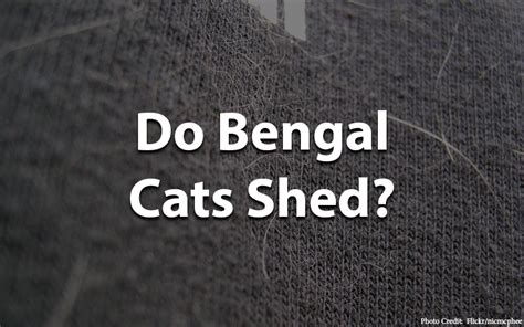 How to help any cat shed less. Bengal Cat Shedding - Baby Bengal Kitten