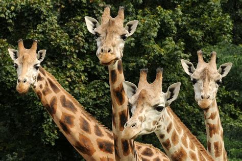 Olomouc zoo, (zoologická zahrada olomouc) is a czech zoo, located in svatý kopeček, olomouc in czech republic. ZOO Olomouc - otevírací doba, vstupné, ubytování, zvířata ...