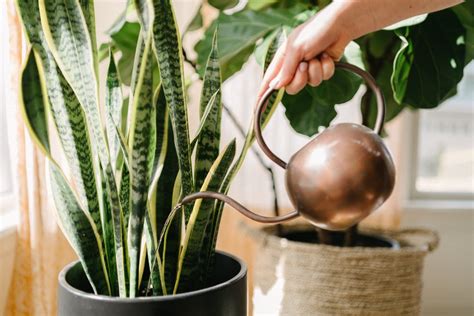 Knowing how often to water cactus alone will not guarantee a healthy plant if you do not choose the correct size pot. How to Water & Feed Houseplants - Hobby Plants