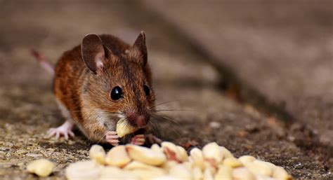 Nahrung lockt ratten und mäuse an. Mäuseköder, Haus abdichten & Co: Was Sie gegen Mäuse im ...