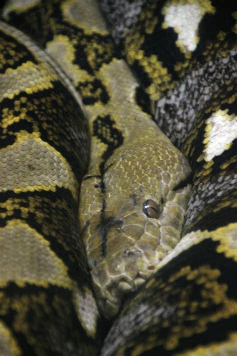 (central) african rock python など）はニシキヘビ科ニシキヘビ属に分類されるヘビである。かつてナタールニシキヘビ (学名: 『節分の日のレッサーパンダ詣は横浜と川崎をはしご（2）野毛 ...